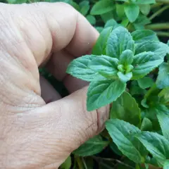 Una mano acaricia hojas verdes de menta poleo, listas para infusionar.