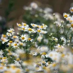 Campo de manzanillas, flores blancas con centros amarillos. Descubre los manzanilla beneficios para tu bienestar.