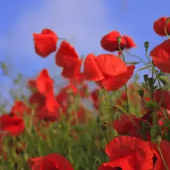 Amantes celebran 34 años de casados entre amapolas rojas y cielo azul.