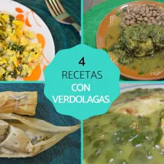 Cuatro recetas con verdolagas: revuelto, con frijoles, tamales y en caldo. Descubre las verdolaga propiedades en estas delicias.