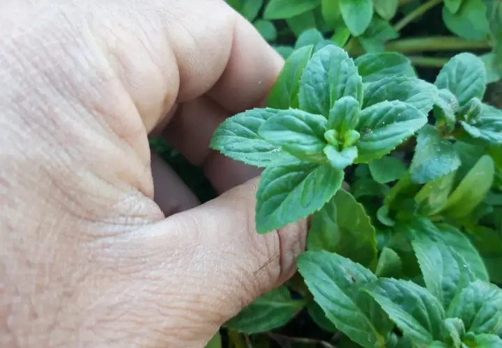 Una mano acaricia hojas verdes de menta poleo, listas para infusionar.
