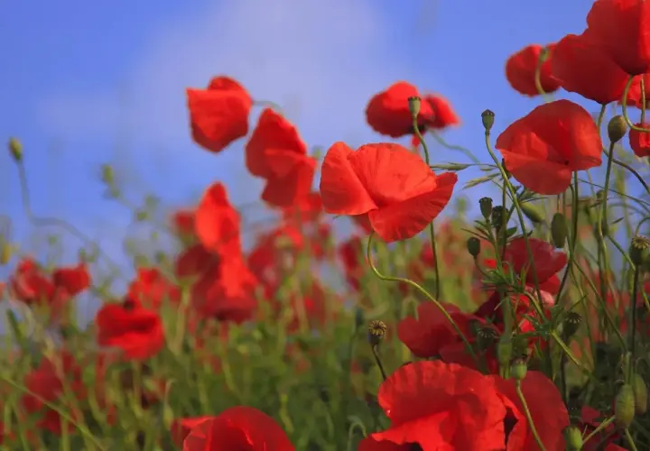 Amantes celebran 34 años de casados entre amapolas rojas y cielo azul.