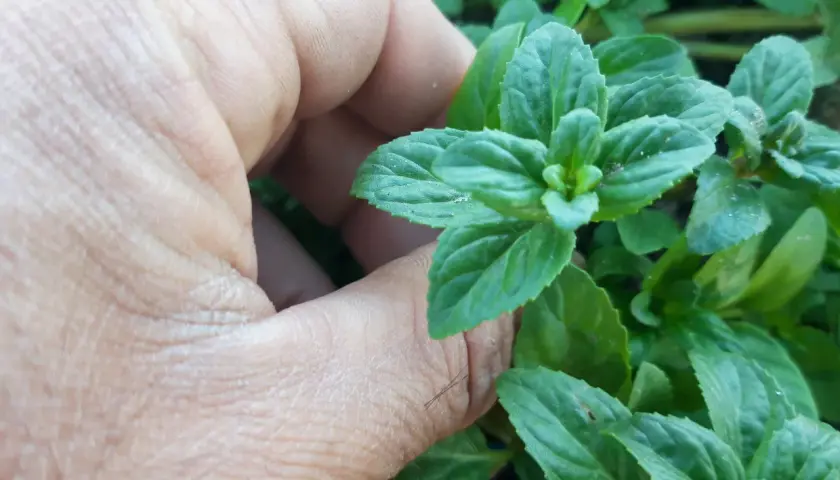 Una mano acaricia hojas verdes de menta poleo, listas para infusionar.