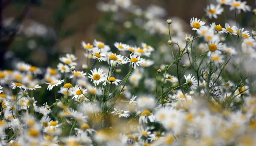 Campo de manzanillas, flores blancas con centros amarillos. Descubre los manzanilla beneficios para tu bienestar.
