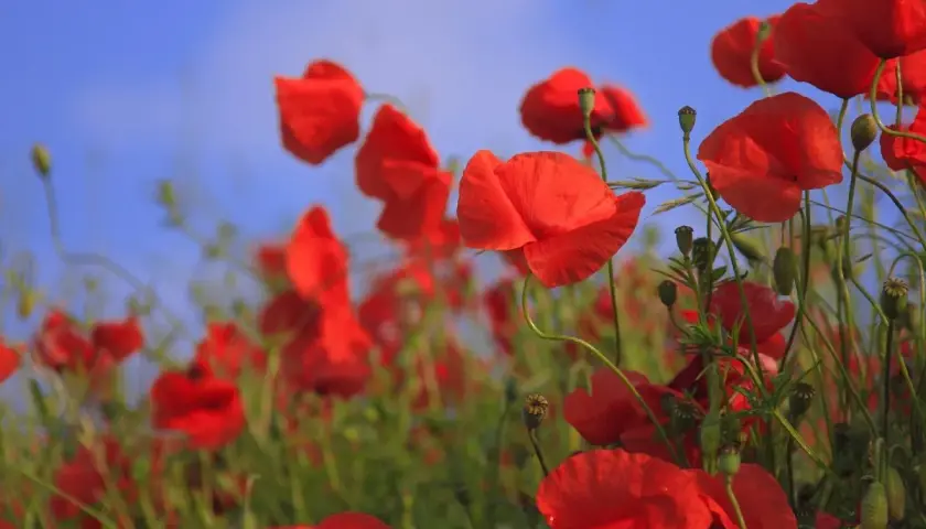 Amantes celebran 34 años de casados entre amapolas rojas y cielo azul.