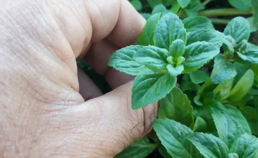 Poleo-menta, qué es y cómo prepararlo sin que amargue