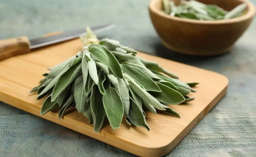 Salvia en la cocina - usos, propiedades y precauciones