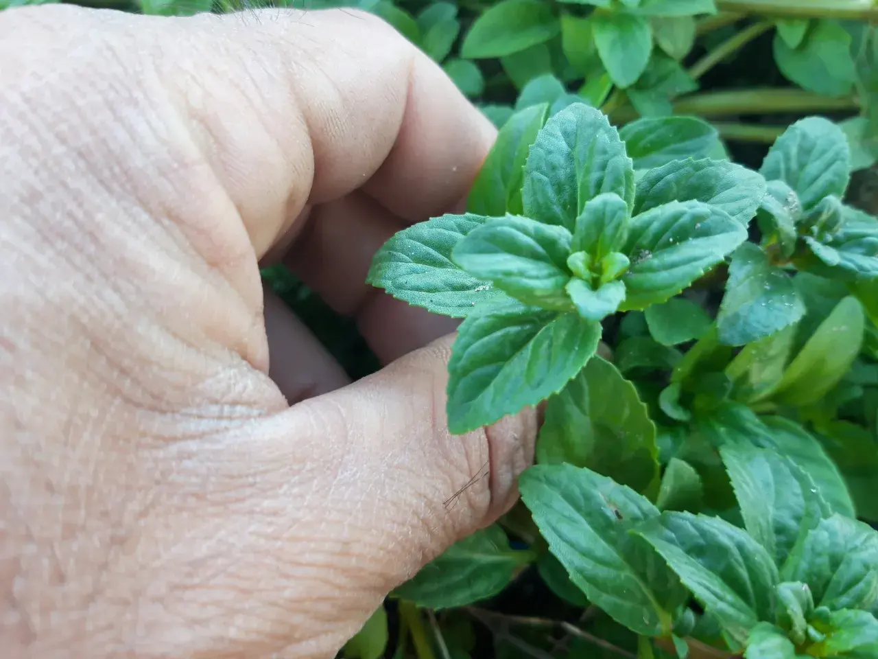 Una mano acaricia hojas verdes de menta poleo, listas para infusionar.
