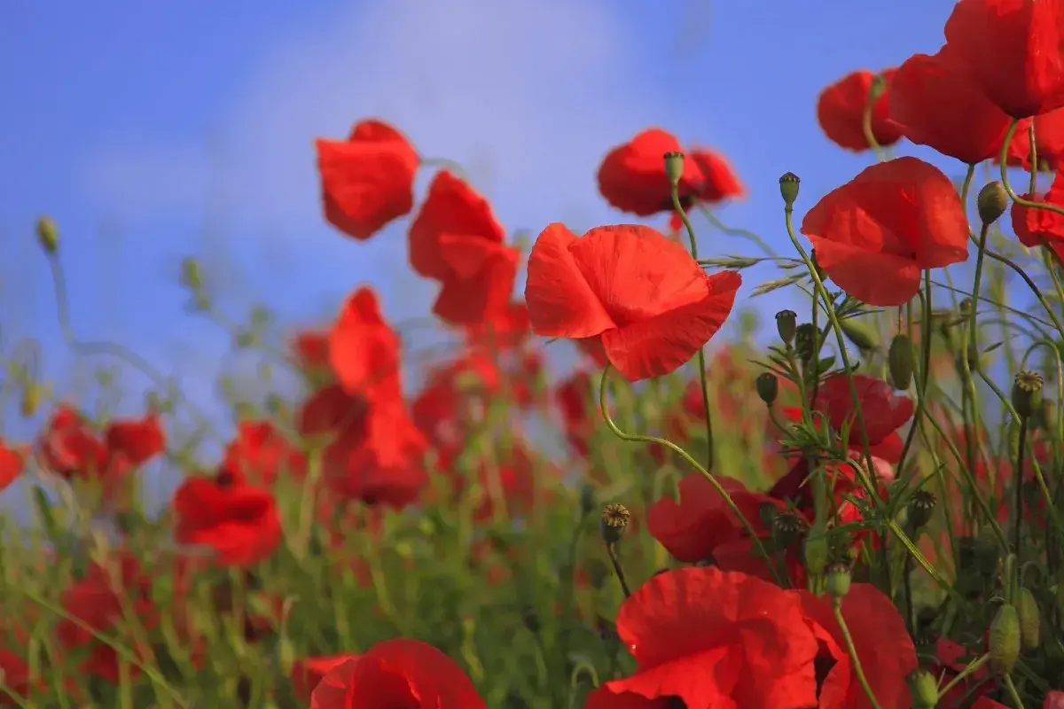 Amantes celebran 34 años de casados entre amapolas rojas y cielo azul.