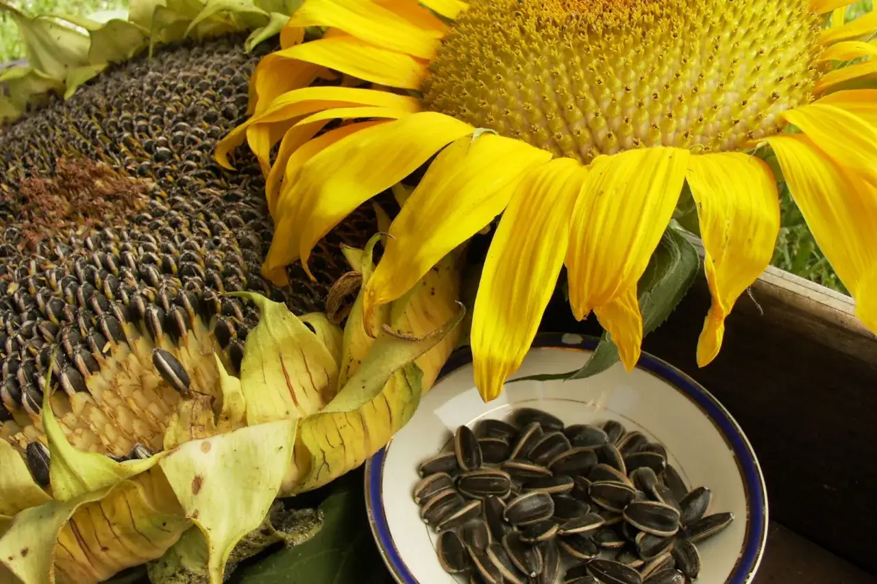 Un girasol maduro con semillas en un cuenco. Las pipas de girasol propiedades son muchas, ¡un tesoro natural!