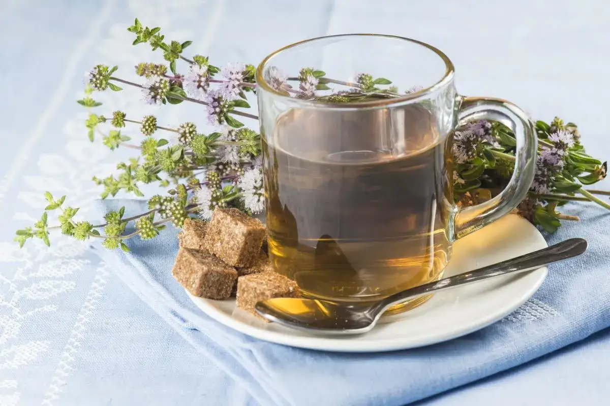 Taza de t&eacute; de menta poleo con terrones de az&uacute;car y ramitas de la planta.