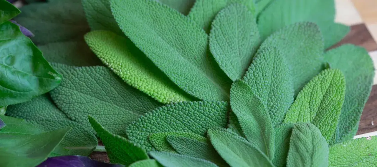 Hojas de salvia verde vibrante, mostrando sus texturas y la riqueza de sus propiedades.