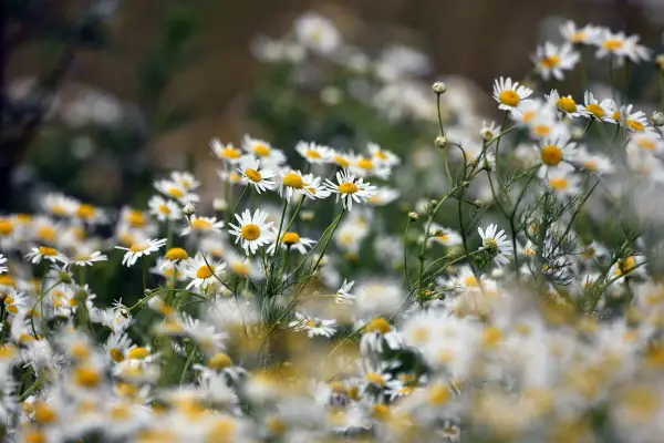 Campo de manzanillas, flores blancas con centros amarillos. Descubre los manzanilla beneficios para tu bienestar.
